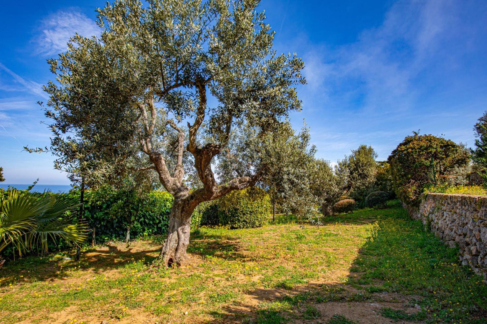 Il Cottage Di Villa Sveva, Splendida Vista Mare Porto Santo Stefano  Dış mekan fotoğraf